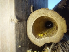 Xylocopa tabaniformis