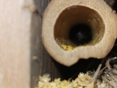 Xylocopa tabaniformis