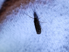 Hydrobiosidae