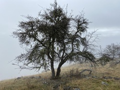 Cercocarpus betuloides