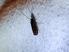 Hydrobiosidae
