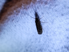 Hydrobiosidae