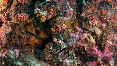 Diodon liturosus