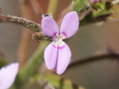 Stylidium crassifolium