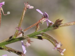 Stylidium crassifolium