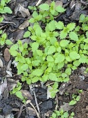 Hesperocnide tenella