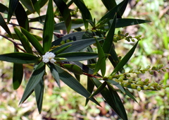 Leucopogon affinis