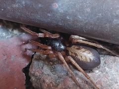 Megalostrata
