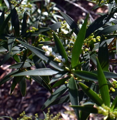 Leucopogon affinis
