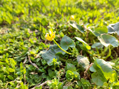 Ficaria verna calthifolia
