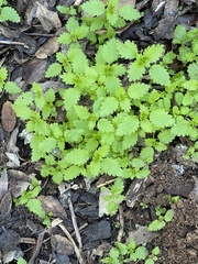 Hesperocnide tenella