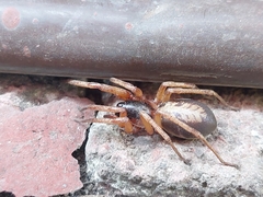 Megalostrata