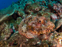 Scorpaenopsis oxycephalus