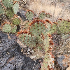 Opuntia tortispina