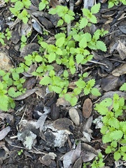 Hesperocnide tenella