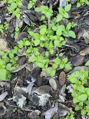 Hesperocnide tenella