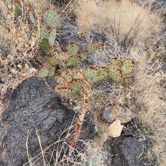 Opuntia tortispina