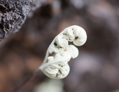 Notholaena standleyi