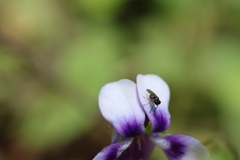 Viola banksii