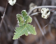 Notholaena standleyi
