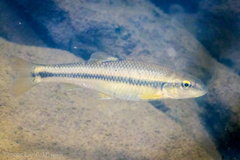 Nocomis platyrhynchus