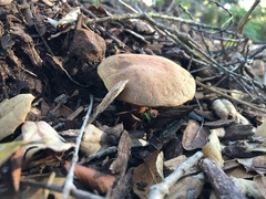 Xerocomellus dryophilus