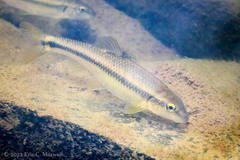 Nocomis platyrhynchus