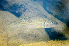 Nocomis platyrhynchus
