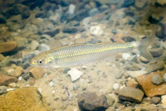 Cyprinella spiloptera