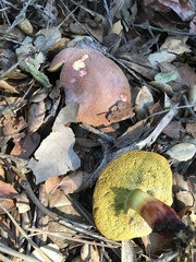 Xerocomellus dryophilus