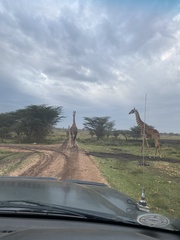 Giraffa camelopardalis