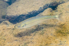 Cyprinella spiloptera