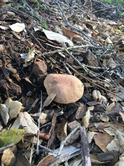 Xerocomellus dryophilus