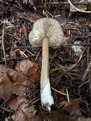 Entoloma vernum