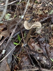 Entoloma vernum