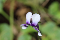 Viola banksii