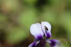 Viola banksii