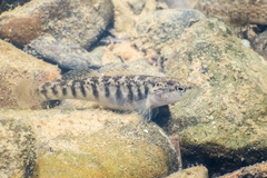 Etheostoma flabellare