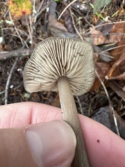 Entoloma vernum