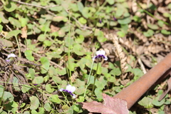 Viola banksii