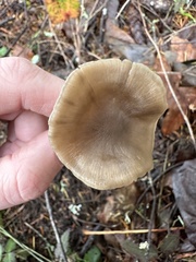 Entoloma vernum
