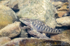 Etheostoma flabellare