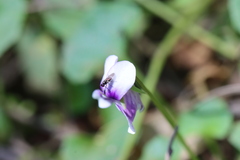 Viola banksii