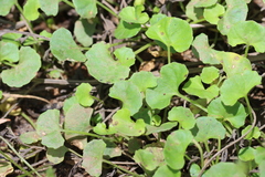 Viola banksii