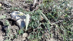 Fockea edulis