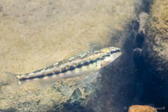 Percina gymnocephala