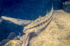 Percina gymnocephala