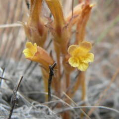 Aphyllon franciscanum