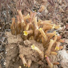 Aphyllon franciscanum