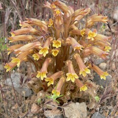 Aphyllon franciscanum